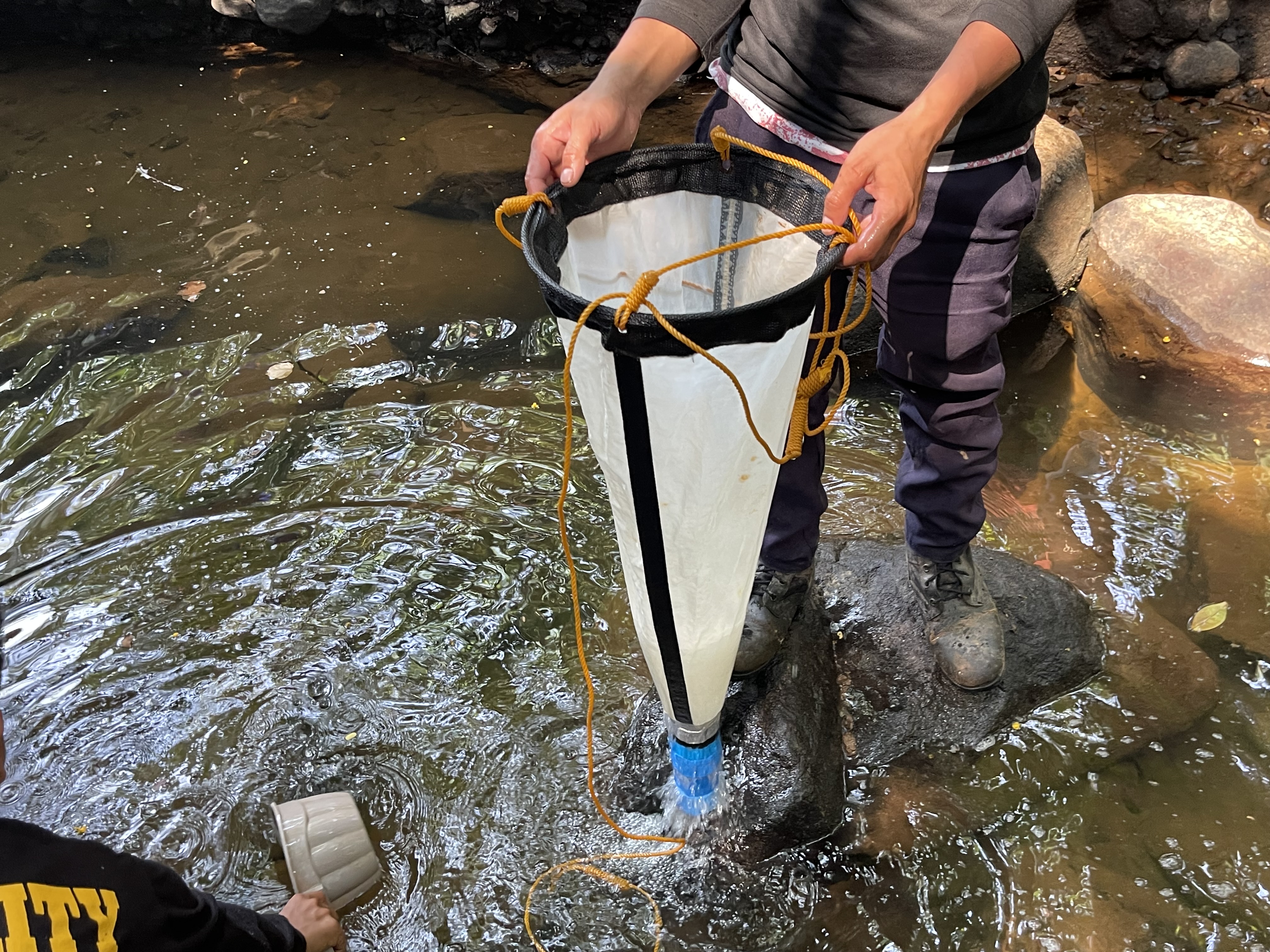 Freshwater Ecology Field Analysis