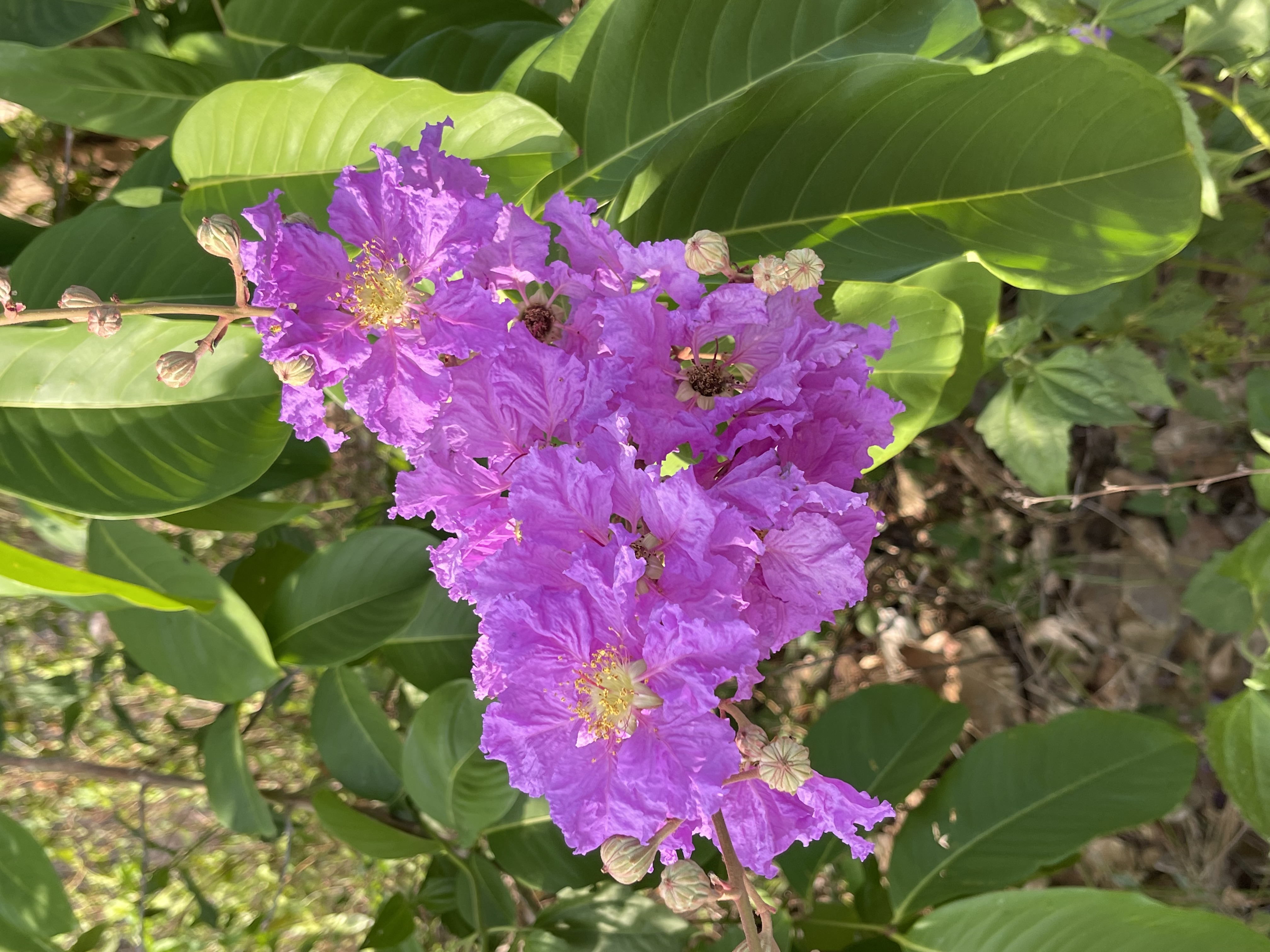 Flower from Terrestrial Ecology Fauna Survey